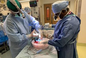 Drs. Mark Sturdevant and Ramasamy Bakthavatsalam prepare Lauren Anderson's lobe of liver for transplant