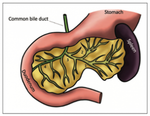 Anatomic diagram of the rat pancreatobiliary tree image